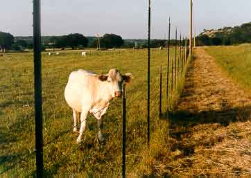 Sacrificial Cow at Net420 Commune